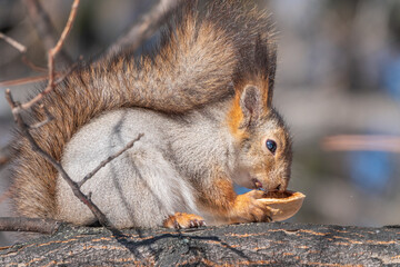 The squirrel with nut sits on tree in the winter or late autumn