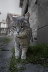 Close-up portrait of a grey tabby cat walking confidently towards the camera on an old stone street. The animal looks directly into the lens with a serious, expressive face. Shallow depth of field, na