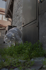 Close-up portrait of a grey tabby cat walking confidently towards the camera on an old stone...