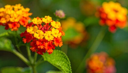Vibrant clusters of tiny orange, red, and yellow flowers bloom against a soft, blurred green backdrop in natural light