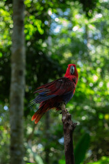 A red and green parrot is perched on a tree branch in a zoo in Lombok, Indonesia on a bright and cool morning.