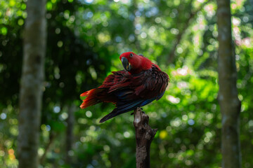 A red and green parrot is perched on a tree branch in a zoo in Lombok, Indonesia on a bright and cool morning.