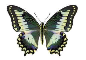 Isolated beautiful green swallowtail butterfly spreading wings, close up shot, no background