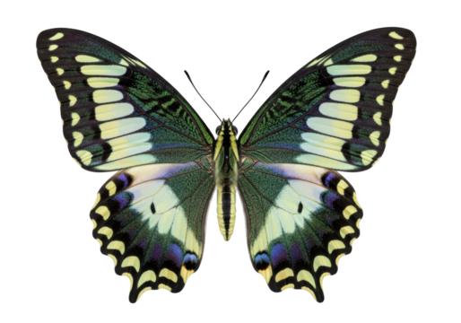 Isolated beautiful green swallowtail butterfly spreading wings, close up shot, no background