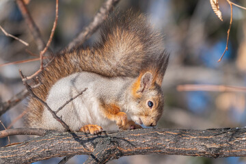 Fototapeta premium The squirrel sits on a branches without leaves in the winter or autumn