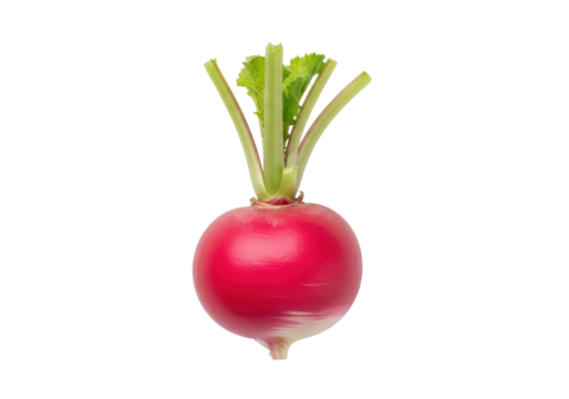 Isolated radish with green leaves on top, a root vegetable and healthy food option for dieting