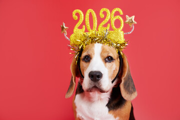 A beagle dog in carnival glasses with the numbers of the 2025 New year.