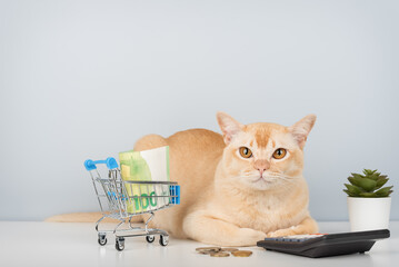 A Burmese cat with a calculator, money, and shopping cart