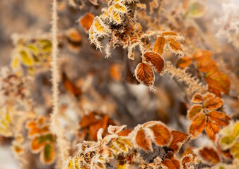 Jesienny, listopadowy poranek, zima, śnieg, przymrozek, szadź.