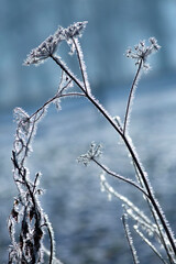 Jesienny, listopadowy poranek, zima, śnieg, przymrozek, szadź.