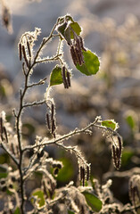 Jesienny, listopadowy poranek, zima, śnieg, przymrozek, szadź.