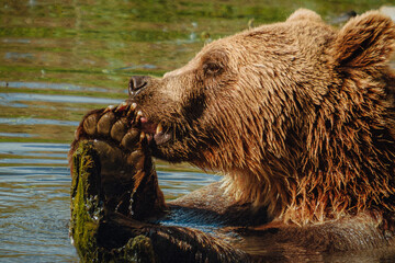 Fototapeta premium Grizzly bear enjoying a meal by the water in a serene natural setting