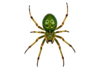 Isolated Green Orb Weaver Spider in detailed macro view, a colorful invertebrate species