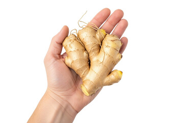 Isolated ginger root in human hand, healthy vegetable ingredient, antioxidant and spice