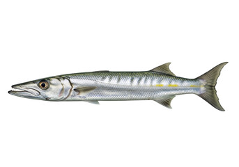 Isolated Barracuda fish, a predatory ray-finned species with elongated body and sharp teeth
