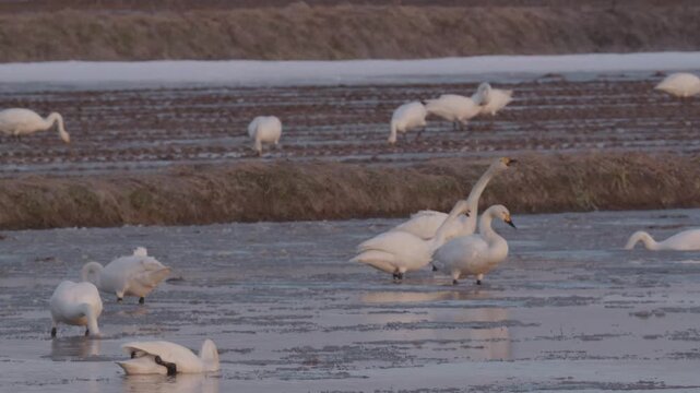 雪解けの池に群がる白鳥