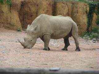 Rinoceronte