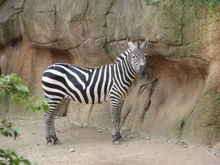 Zebra