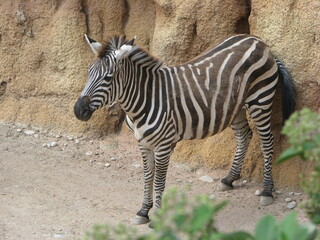 Zebra