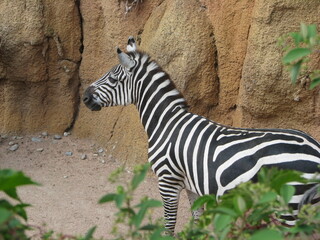 Zebra