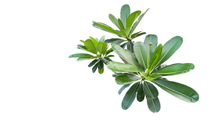 Plumeria leaf and flower cluster isolated with clipping path