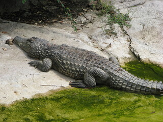 Coccodrillo