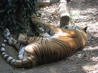 Tigre