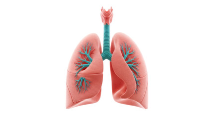 Human lungs isolated PNG on transparent background, detailed anatomical model of respiratory system for medical education and healthcare design