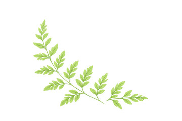 Obraz premium Green fern leaves botanical illustration, a decorative plant element with transparent background for design
