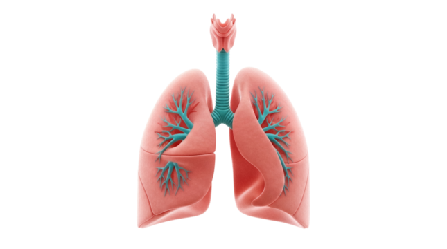 Human lungs isolated PNG on transparent background, detailed anatomical model of respiratory system for medical education and healthcare design