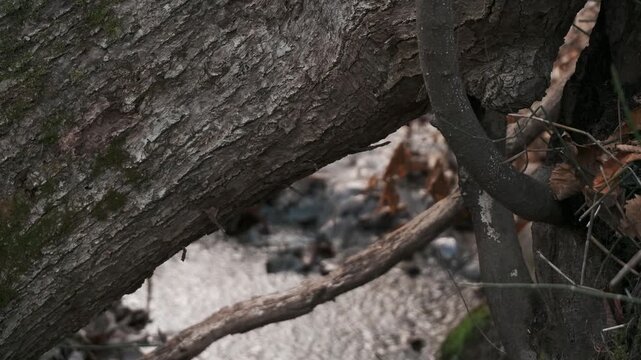 大木の傾く森の中の小さな川の流れ