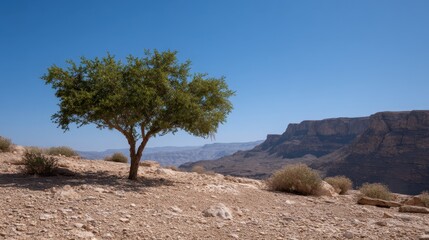 Isolated Young Tree on Rocky Terrain with Sloped Landscape Under Clear Blue Sky