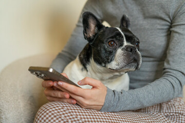 Close up of woman's hands texting, using mobile phone with pet french bulldog resting peacefully on her lap. Female scrolling, browsing social media online at home with her dog, while sitting on sofa.