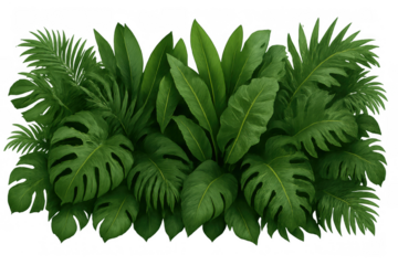Tropical green foliage growing, lush jungle leaves with monstera, palm, and broadleaf plants, transparent background