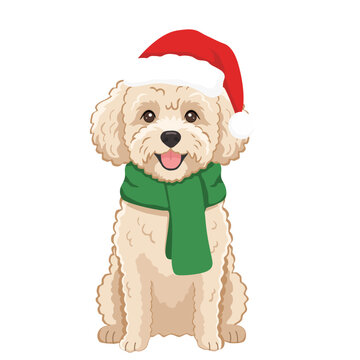 Cute Maltipoo Dog in Santa Hat and Green Scarf