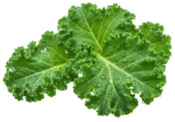Four vibrant green curly kale leaves with ruffled texture and water droplets on a transparent background, ample copy space, close-up, concept of wholesome eating
