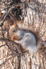 The squirrel with nut sits on tree in the winter or late autumn