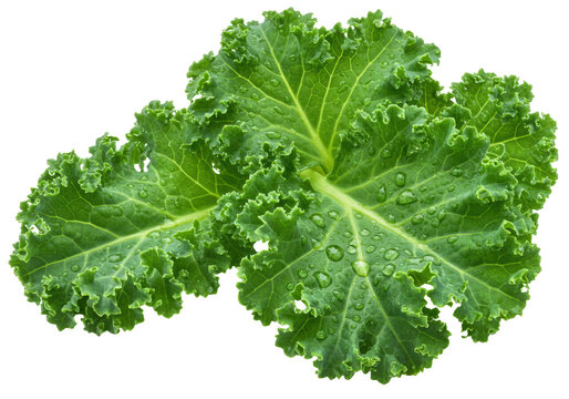 Four vibrant green curly kale leaves with ruffled texture and water droplets on a transparent background, ample copy space, close-up, concept of wholesome eating