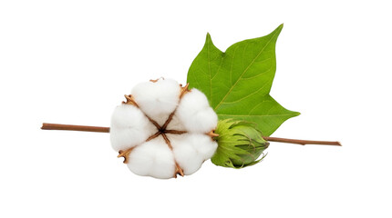 Cotton plant PNG isolated on transparent background, natural fiber boll with green leaf and bud for textile industry and organic products