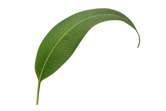 Green tropical plant leaf with parallel veins showing freshness, growth, and natural beauty on transparent background