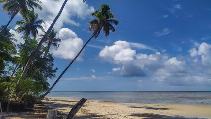 Paraíso Beach reveals crystal blue waters framed by a lone palm tree on Boipeba Island, Bahia, Brazil.