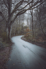 A narrow, asphalt path curves gently through a bare winter forest, leading the eye into the distance. The trees on either side are mostly devoid of leaves, with their intricate branches creating a som