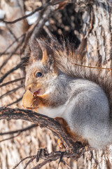 The squirrel with nut sits on tree in the winter or late autumn