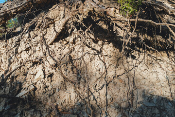 Système racinaire ancien tronc montagne, détail texture écorce, nature et résilience forestière