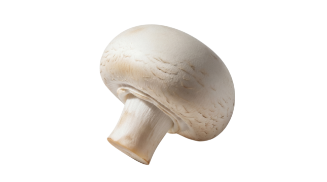 Fresh champignon mushroom isolated PNG on transparent background, edible fungus with a smooth cap and short stem for culinary use