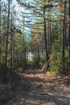 Saign&eacute;e foresti&egrave;re sentier exploitation foresti&egrave;re montagne, piste abattage arbres, gestion for&ecirc;t alpine