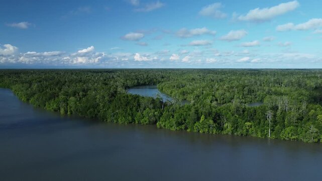Amazonian Rainforest At Manaus Amazonas Brazil. River Background Eco Tourism. Valley Nature Forest Trees Hydrography Bay. Valley Green Forest Trees Landmark Forest.