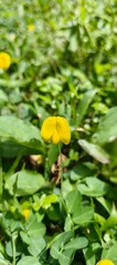 Small yellow flower blooming in green grass with soft bokeh background