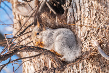 The squirrel with nut sits on tree in the winter or late autumn