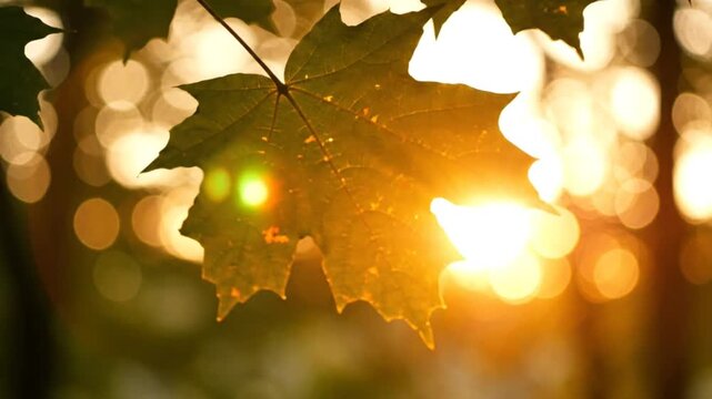 Maple Leaf Silhouette Against Golden Sunset Bokeh Autumnal Nature Scene